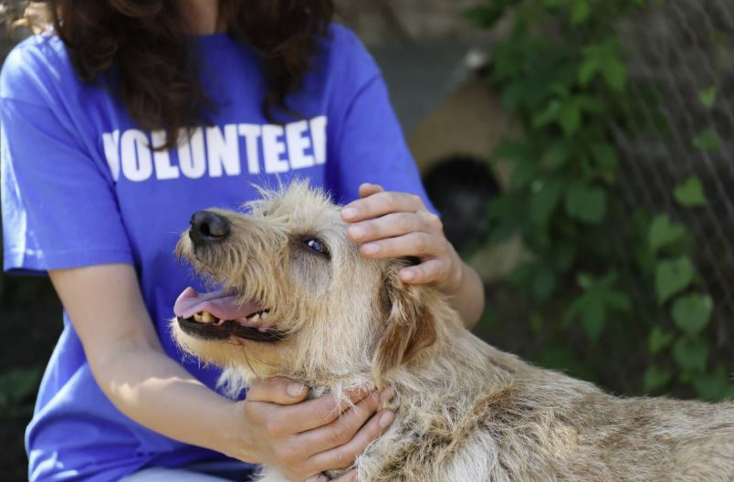 Animal Charity