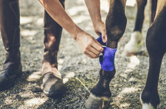 Horse injury